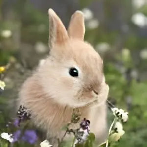 'Bunny In Field' 33cm 3 ply Napkins Bakeware & More