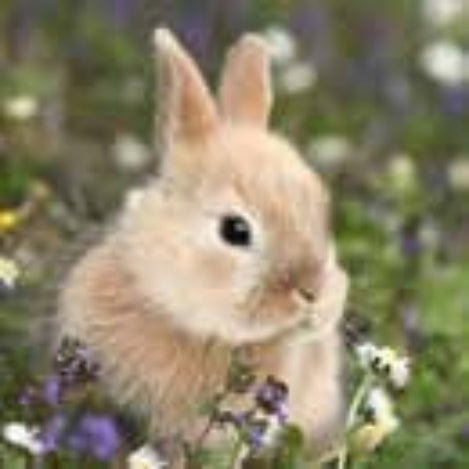 'Bunny In Field' 33cm 3 ply Napkins