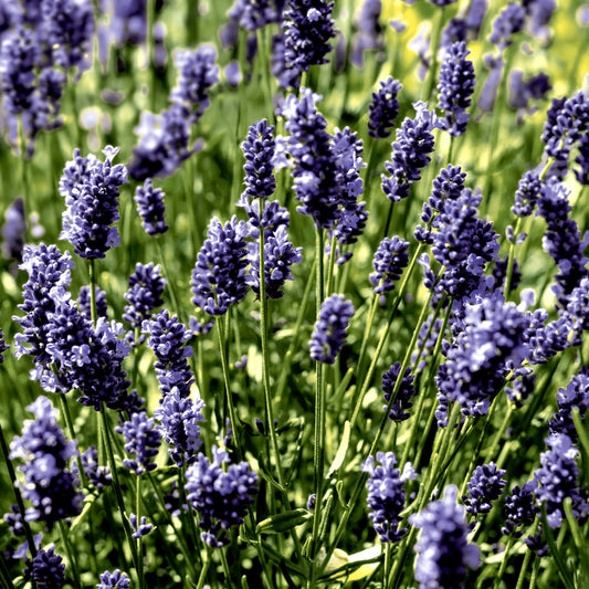 'Lavendel Field' 33cm 3 Ply Napkins